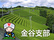 金谷茶