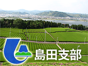 島田茶